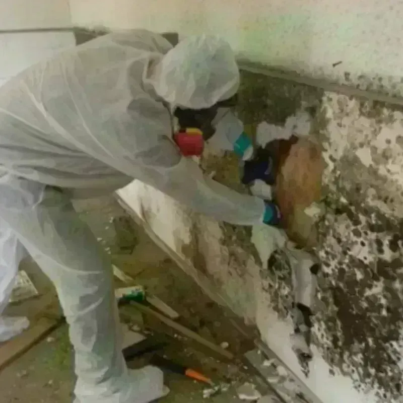 Mold Remediation and Removal in Harrison County, OH